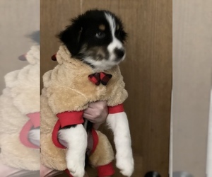 Australian Shepherd Puppy for sale in ROCHESTER, NH, USA