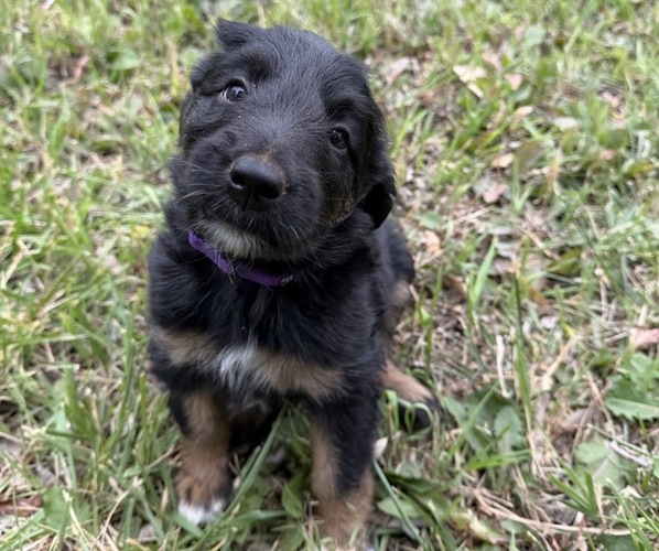 Medium Photo #6 Border Airedale Puppy For Sale in POWELL, WY, USA
