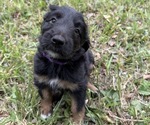 Small #5 Border Airedale