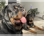 Small Photo #23 Rottweiler Puppy For Sale in AURORA, CO, USA