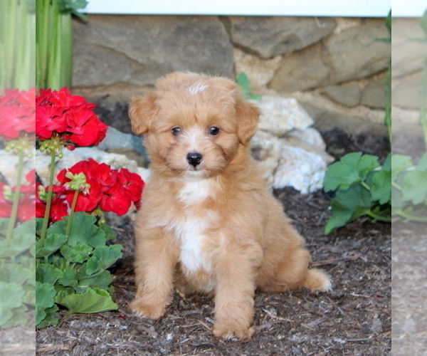 Medium Photo #3 Aussiedoodle Miniature  Puppy For Sale in MANHEIM, PA, USA