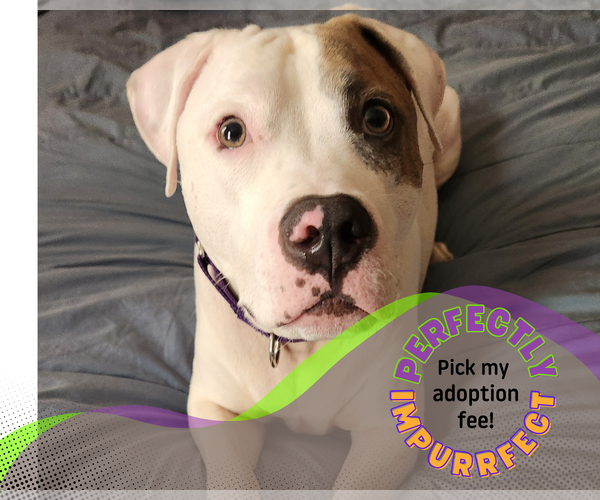 Medium Photo #6 Mutt Puppy For Sale in Philadelphia, PA, USA