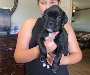 Boxer Puppy for sale in WESTVILLE, OK, USA