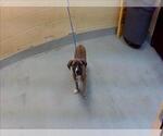 Small Anatolian Shepherd Mix