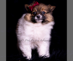 Small Photo #84 Pomeranian Puppy For Sale in WARSAW, IN, USA