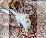 Small Photo #1 Labradoodle Puppy For Sale in CRAIG, NE, USA
