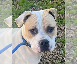 Mutt Dogs for adoption in Tarboro, NC, USA