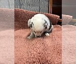 Small Photo #10 Australian Shepherd Puppy For Sale in AUBURN, IN, USA