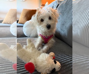 Maltese-Unknown Mix Dogs for adoption in Valrico, FL, USA