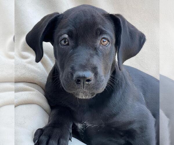 Medium Photo #8 Mutt Puppy For Sale in San Diego, CA, USA