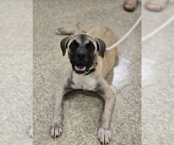 Medium Photo #2 Boxer-Unknown Mix Puppy For Sale in Minneapolis, MN, USA