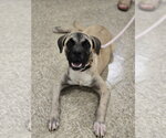 Small #1 Boxer Mix