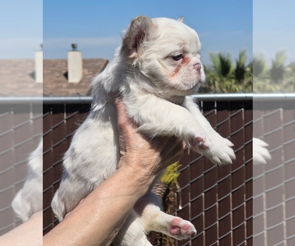 Medium Photo #4 French Bulldog Puppy For Sale in LOS ANGELES, CA, USA