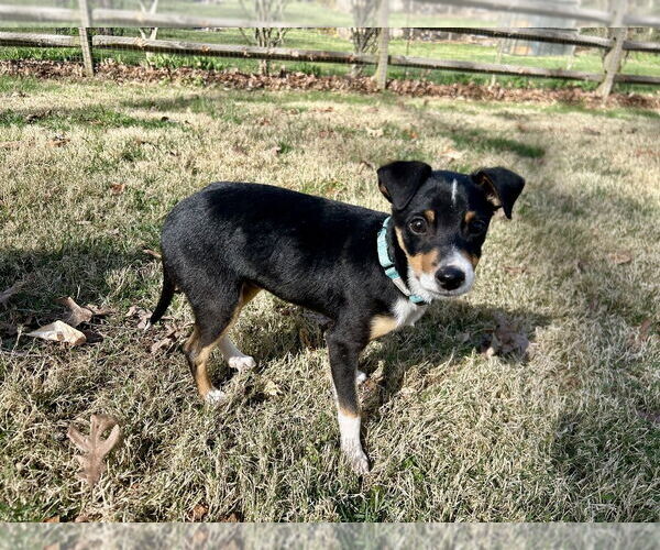 Medium Photo #2 Australian Shepherd-Chihuahua Mix Puppy For Sale in Mooresville, NC, USA