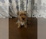 Small Photo #12 Yorkshire Terrier Puppy For Sale in DURHAM, CT, USA