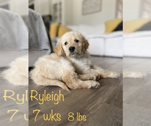 Goldendoodle Puppy for sale in KAUFMAN, TX, USA