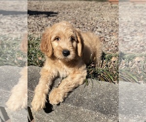 Goldendoodle Puppy for sale in NEWTON, NC, USA