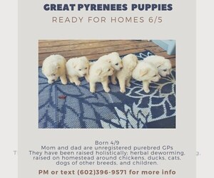 Great Pyrenees Puppy for sale in CULLEOKA, TN, USA