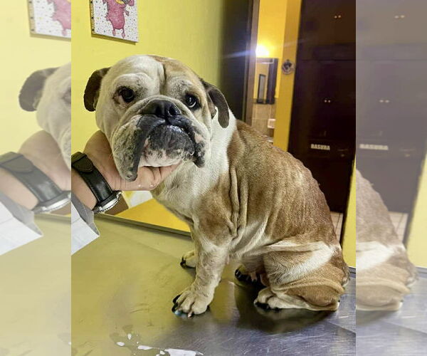 Medium Photo #1 Bulldog Puppy For Sale in Dumont, NJ, USA