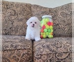Small #1 Maltese