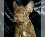 Small Photo #65 French Bulldog Puppy For Sale in WARSAW, IN, USA