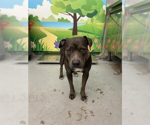 American Staffordshire Terrier Dogs for adoption in Waco, TX, USA