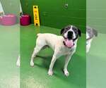 Small #5 Labrador Retriever Mix