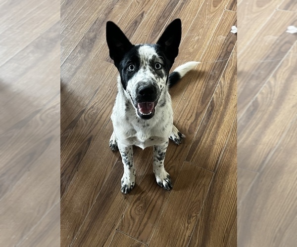 Medium Photo #1 American Pit Bull Terrier-Siberian Husky Mix Puppy For Sale in ROCKFORD, IL, USA
