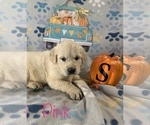 Small Photo #2 English Cream Golden Retriever Puppy For Sale in DEARBORN, MO, USA