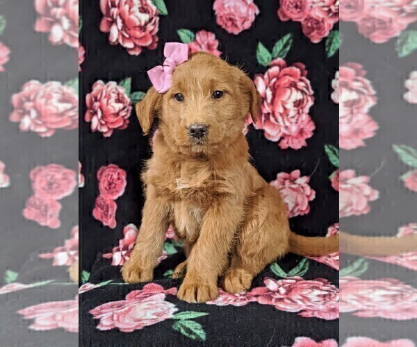Medium Photo #1 Labradoodle Puppy For Sale in QUARRYVILLE, PA, USA