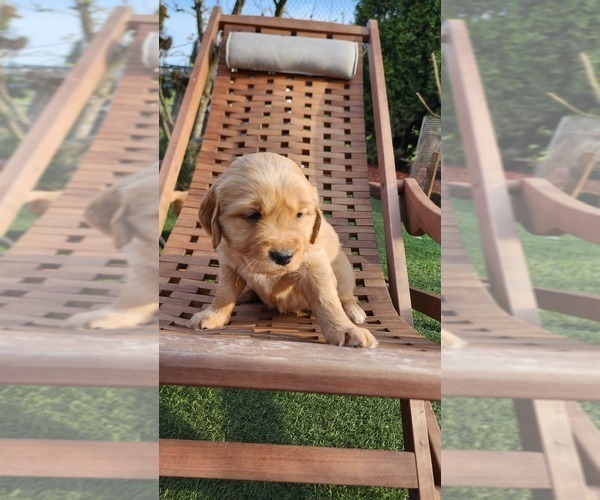 Medium Photo #3 Golden Retriever Puppy For Sale in VANCOUVER, WA, USA