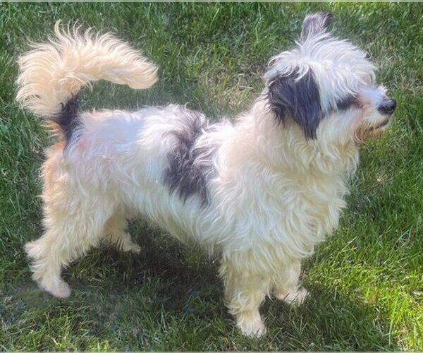 Medium Photo #6 Lhasa Apso-Unknown Mix Puppy For Sale in Arlington, VA, USA