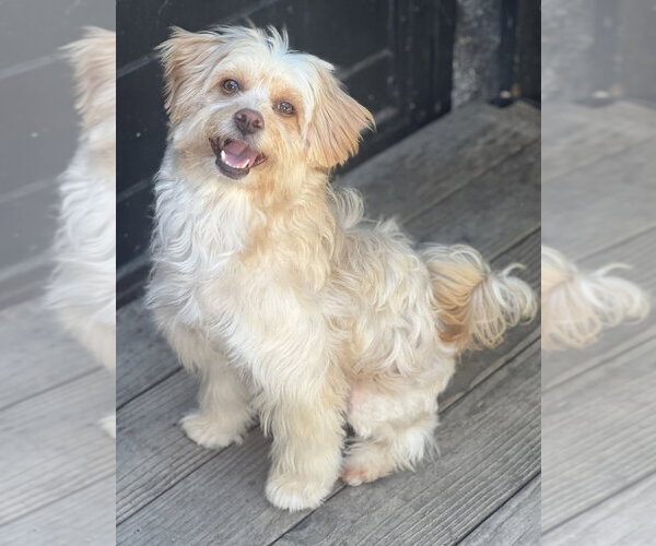 Medium Photo #1 Poovanese Puppy For Sale in Dana Point, CA, USA