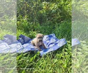 Cane Corso Puppy for sale in OSSEO, WI, USA