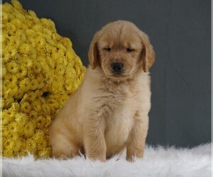Golden Retriever Puppy for sale in FREDERICKSBURG, OH, USA