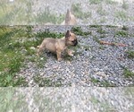 Small #2 French Bulldog