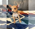 Small #1 Australian Terrier-German Shepherd Dog Mix