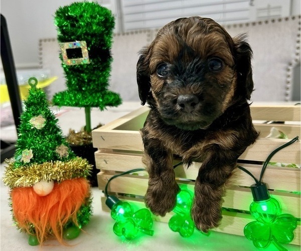 Medium Photo #2 YorkiePoo Puppy For Sale in MONTGOMERY VILLAGE, MD, USA