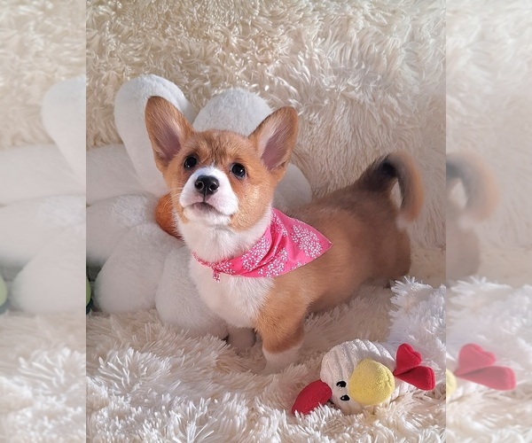 Medium Photo #19 Pembroke Welsh Corgi Puppy For Sale in ARROYO GRANDE, CA, USA