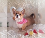Small Photo #19 Pembroke Welsh Corgi Puppy For Sale in ARROYO GRANDE, CA, USA