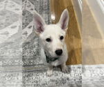 Small #13 German Shepherd Dog Mix