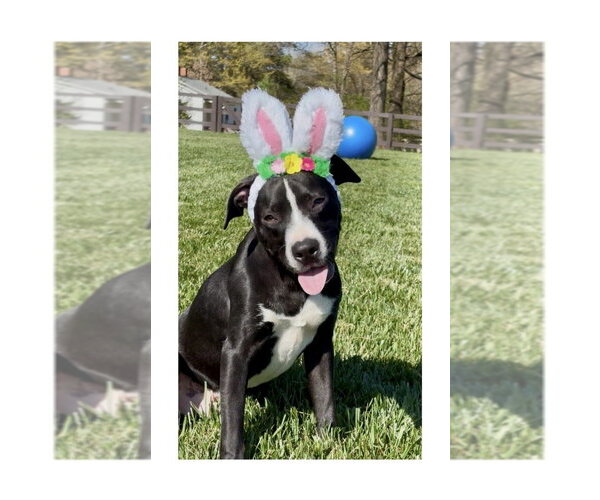 Medium Photo #23 Mutt Puppy For Sale in Mooresville, NC, USA