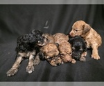 Small Photo #7 Goldendoodle (Miniature) Puppy For Sale in DUBLIN, TX, USA