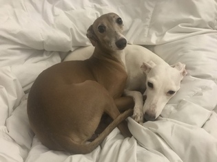 Mother of the Italian Greyhound puppies born on 01/27/2019