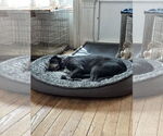 Small #4 Great Dane