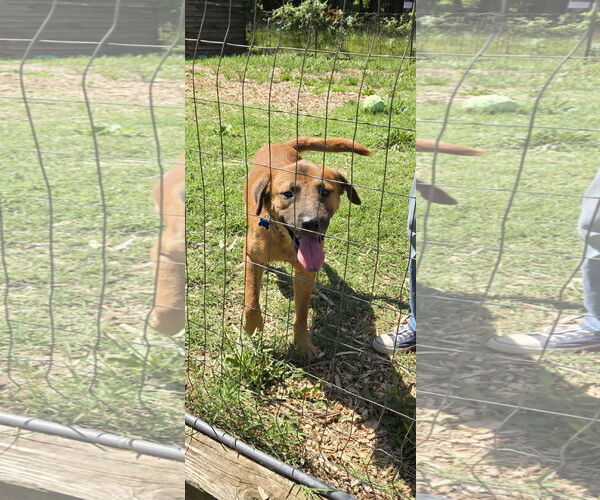 Medium Photo #19 Shepradors Puppy For Sale in Rustburg, VA, USA