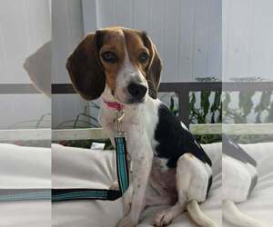 Beagle-Unknown Mix Dogs for adoption in Woodbury, NY, USA
