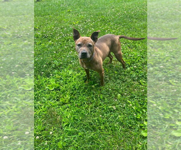 Medium Photo #5 German Shepherd Dog-Unknown Mix Puppy For Sale in Osgood, IN, USA