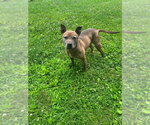 Small #4 German Shepherd Dog Mix