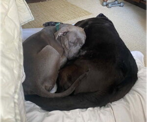 Otis - Male Labrador Retriever-Staffordshire Bull Terrier Mix Dog for Adoption - Photo #2